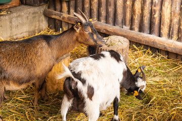 Animals goats eating in the farm. Domestic farm chews. Agriculture and ecology. Goat farm dairy ....