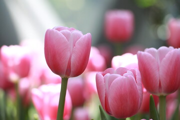 Close up pink tulip flowers in a garden in selective focus. Spring flowers in pastel colours in tulip field.Thailand. - 620789157