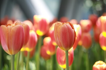 Close up orange tulip flowers in a garden in selective focus. Spring flowers in pastel colours in tulip field.Thailand. - 620789161