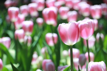 Close up pink tulip flowers in a garden in selective focus. Spring flowers in pastel colours in tulip field.Thailand. - 620789180