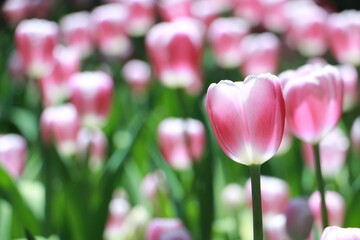 Close up pink tulip flowers in a garden in selective focus. Spring flowers in pastel colours in tulip field.Thailand.	 - 620789183
