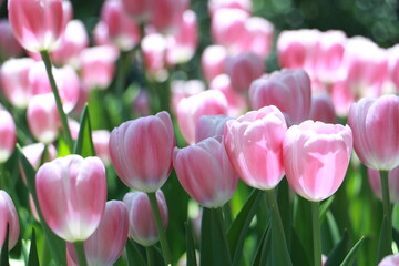 Close up pink tulip flowers in a garden in selective focus. Spring flowers in pastel colours in tulip field.Thailand.	 - 620789187