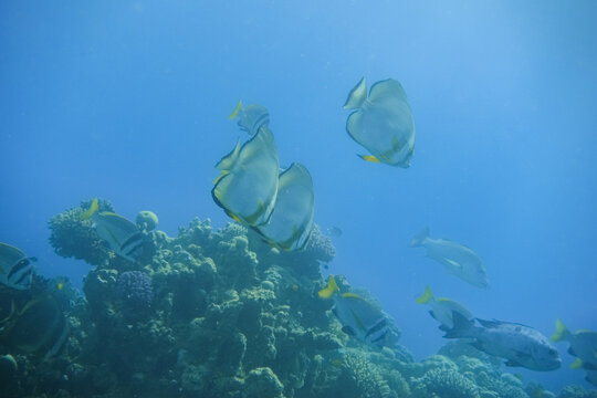 lot of large amazing orbicular batfish swimming in clear blue water