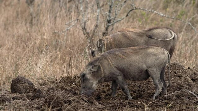 Wildlife Behavior: Warthogs Digging in a Rhino Midden and Eating Rhino Dung in the African Bush.