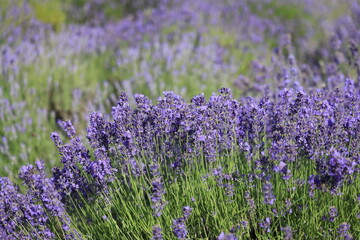 Picturesque meadow of blooming flowers of lavender, beauty of nature