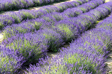 Naklejka na ściany i meble Picturesque meadow of blooming flowers of lavender, beauty of nature