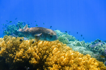 spot fin porcupinefish  hovers over yellow corals in deep blue water from the red sea