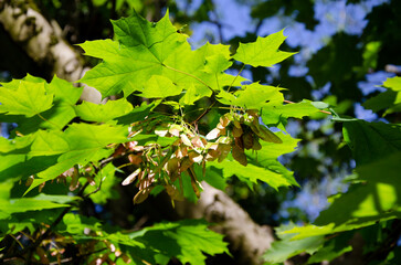 Seeds or samara of Norway maple