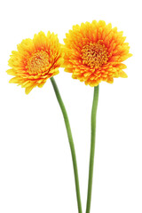 黄色とオレンジのガーベラ