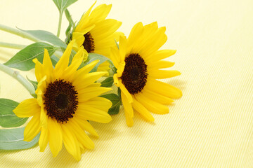 黄色の背景のひまわりの花