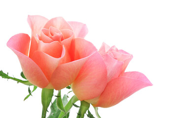 白背景のピンクのバラの花