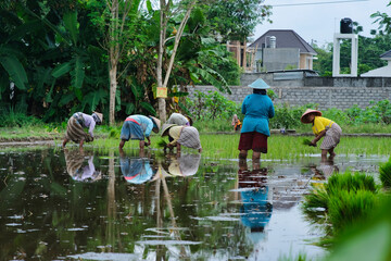 Female farmers started planting rice in Yogyakarta during the beginning of wet season in Indonesia,...