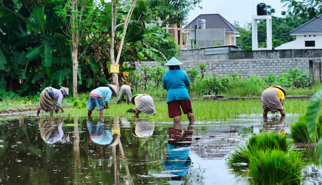 Female farmers started planting rice in Yogyakarta during the beginning of wet season in Indonesia, 20 June 2023