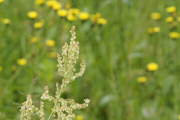 ハネミヒメスイバ　5月上旬