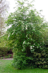 Rowan tree with flowers in full bloom