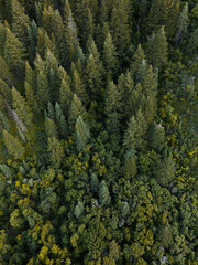 Ariel view of pine trees
