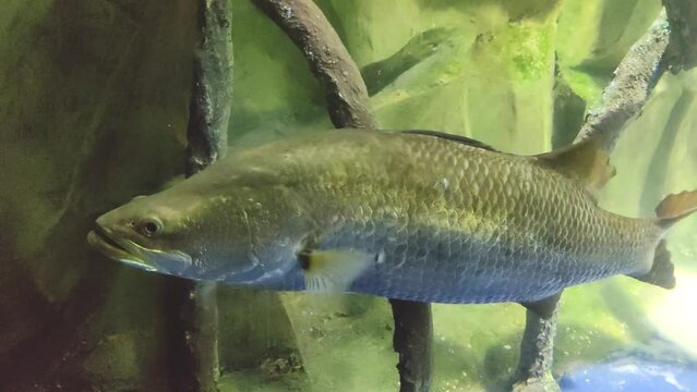 barramundi or Asian sea bass gracefully swimming in under water pond