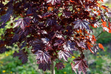Leaves of Emerald Queen Maple - Acer platanoides var Royal Red. Burgundy foliage.