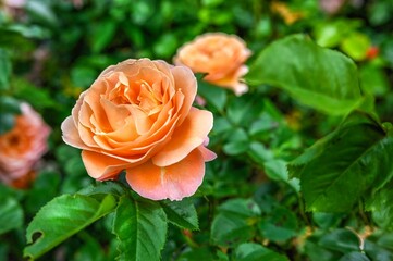 Pink Hybrid tea rose Alpine Sunset on green leaves background