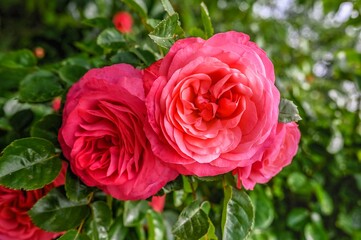 Red Rosa Line Renaud on green leaves background