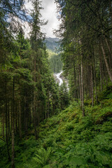 Wald im Hintergrund ein Wasserfall
