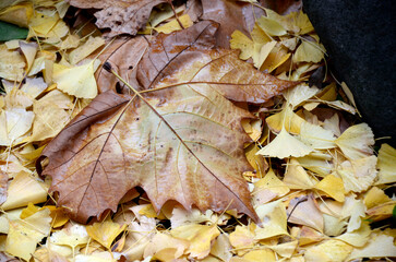 カエデの落ち葉