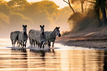 Fototapete Antilope herd of zebras crossing the river