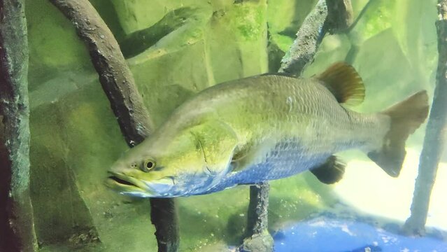 barramundi or Asian sea bass gracefully swimming in under water pond