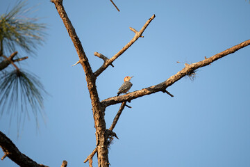 A red-bellied woodpecker bird perched on a tree branch in summer Florida woods