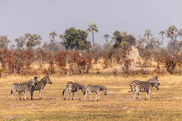 Fototapeta na wymiar Telephoto shot of a large herd of Burchell's Plains zebras, Equus quagga burchelli, running on the dry lands of the Okavango Delta, Botswana.