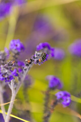Insect on purple flower, and meadow grasses in garden, selective focus, copy space