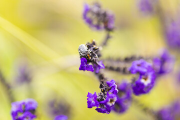 Insect on purple flower, and meadow grasses in garden, selective focus, copy space