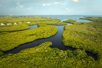 Aerial view of Florida wetlands with green vegetation between ocean water inlets. Natural habitat of many tropical species © bilanol