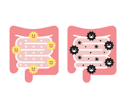 Intestinal, lactobacilli illustration set of vector	
