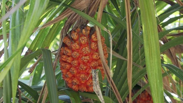 Okinawa,Japan - July 2, 2023: Ripe fruit of Pandanus odoratissimus on Kohamajima island, Okinawa, Japan
