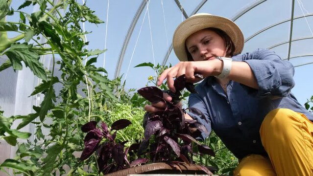Woman in hat holding pot with basil plant, tearing off the leaves. Organic farming concept. Female gardener enjoying scent 
