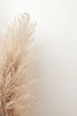 Dried pampas grass stem close up with soft shadow on neutral beige wall background, aesthetic minimalist floral bohemian pattern, wedding design template