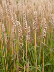 Wheat (Triticum vulgare) before harvest, summer in southern Germany