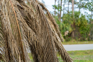 Fototapeta premium Dead palm tree with dry branches on Florida home backyard. Tree removal concept