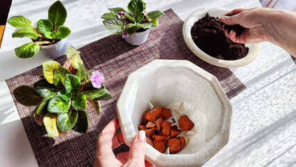 Hand of woman who Transplant and plant a violet flower senpolia into a new pot. Home flower and care for it. Plants and creating comfort in the house