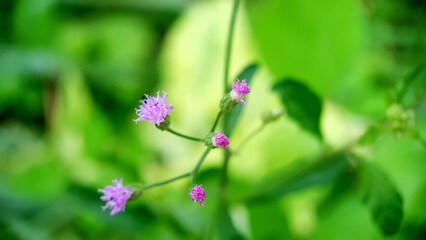 Ant on the small purple flower. Blurred natural green background.