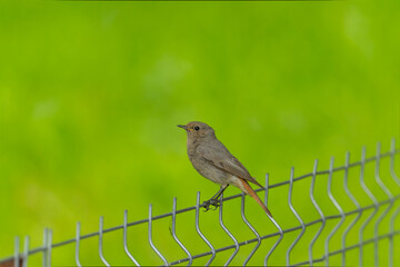 robin on a fence
