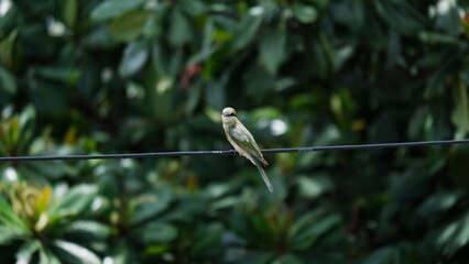 A small bird (Asian green bee-eater) sitting on a wire with tree branches in the background.