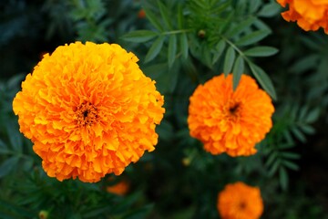 Close up of beautiful Marigold flower in the garden.