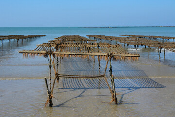 Capturer des larves de moules pour les enrouler sur un bouchot