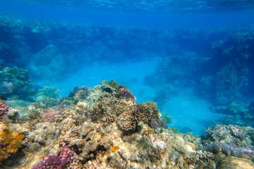 hill with corals and deep blue sea during diving on vacation