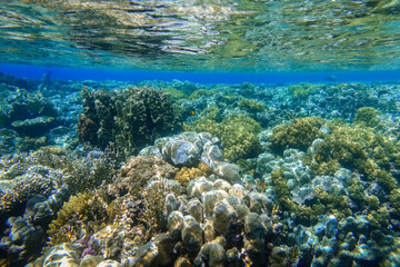 Naklejka na ściany i meble coral reef with reflections from the water surface waves and the sun in the red sea