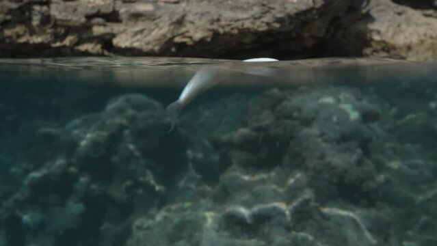 A dead fish on the water surface, with underwater rocks in the background. The camera is at the edge of the water, both above and below it. Close-up view.