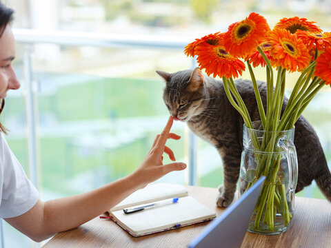 Young Woman Freelancer Work From Home At Laptop . Work Or Study Online With Pet At Home Office On Living Room. Cat Walking On Table With Orange Flowers.