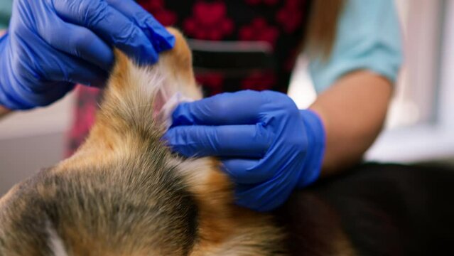 groomer carefully cleans the ears of a corgi dog with cotton wool in a professional salon pet care close-up hygiene procedure